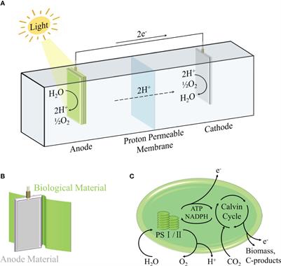 Life in biophotovoltaics systems